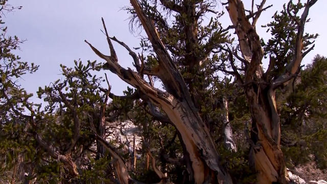 the oldest bristlecone pine tree in world