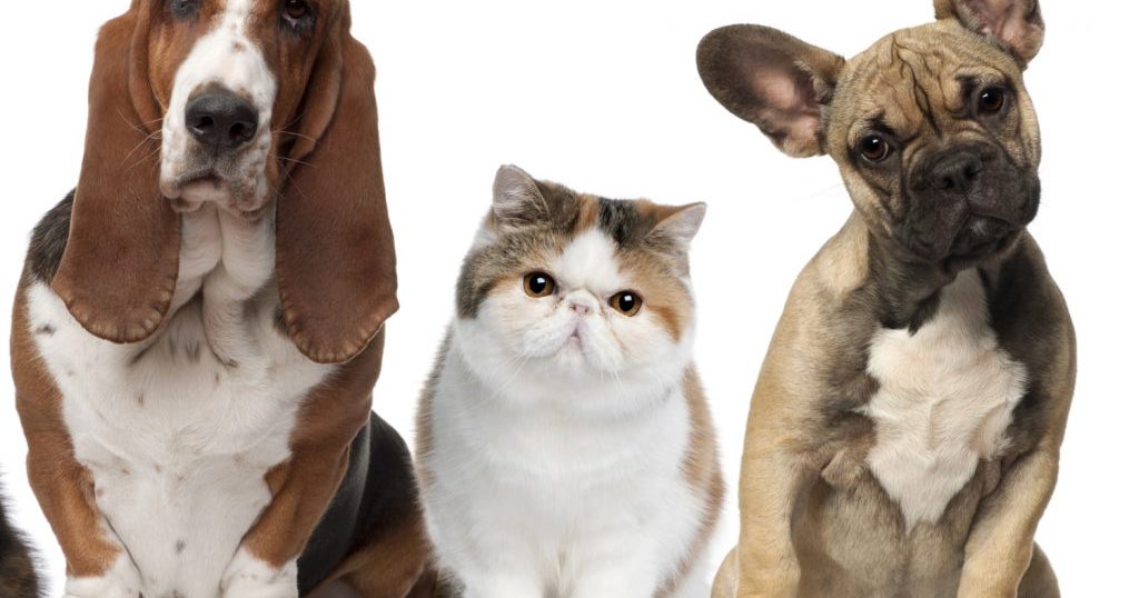 Most Popular Dog And Cat Names Of 2021 Is Your Pet's Name On The List