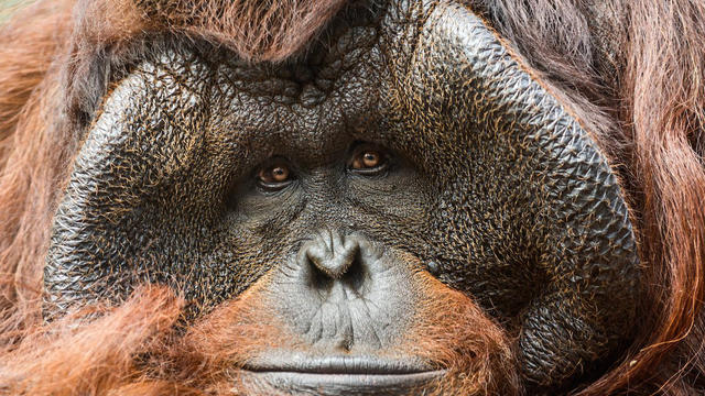 LA-Zoo-orangutan-bruno.jpg 