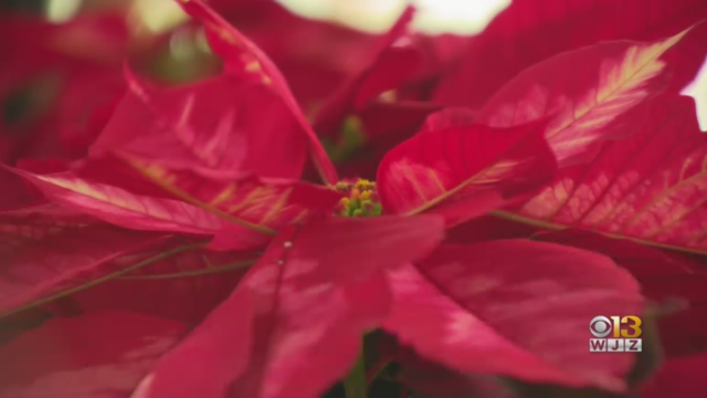 poinsettia.png 