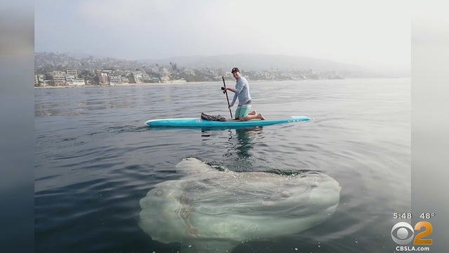 newport-beach-paddleboarder-sunfish.jpg 