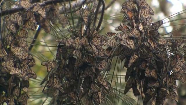 cbsn-fusion-monarch-butterflies-return-to-california-in-droves-thumbnail-852624-640x360.jpg 
