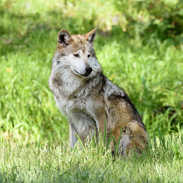Sibi, Mexican Wolf 