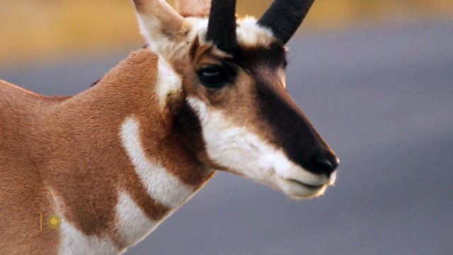 antelope-854180-640x360.jpg 