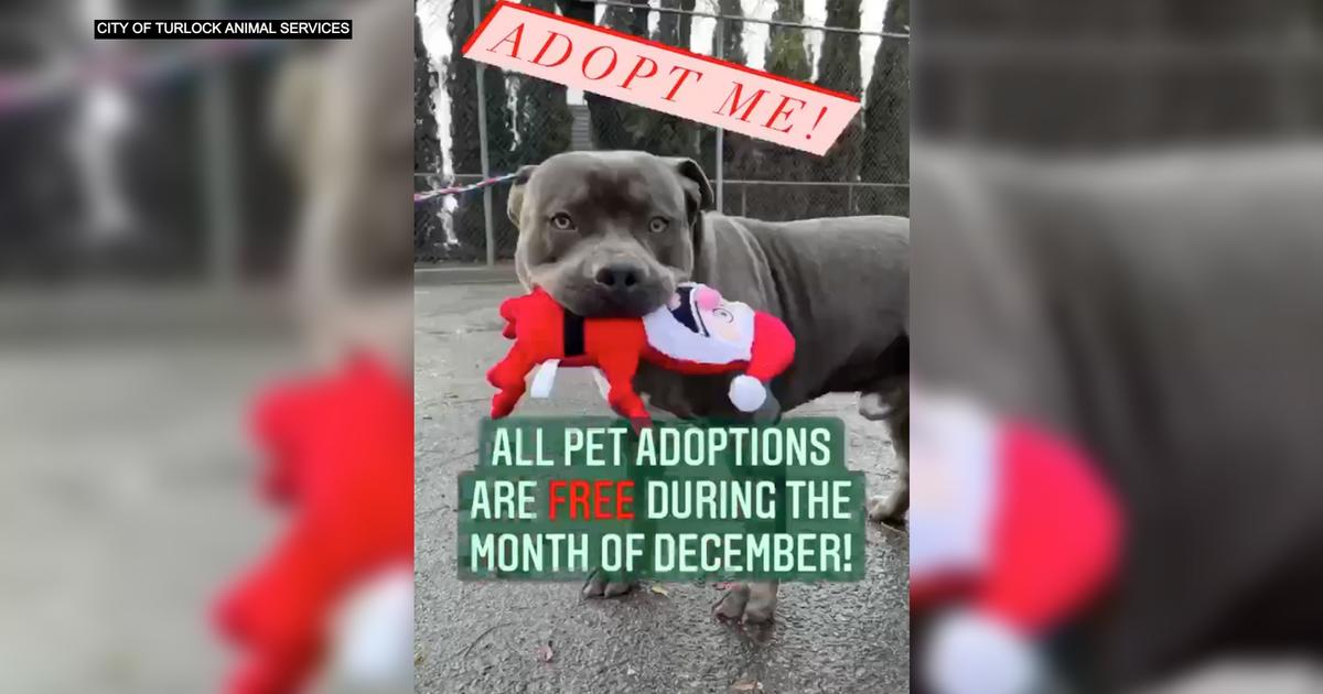 14 NOVOS PETS NA ATUALIZAÇÃO DO ADOPT ME! 