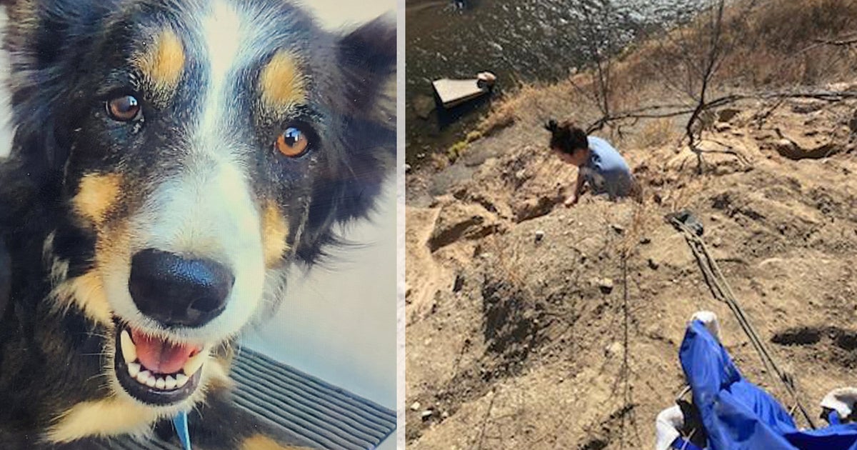 PHOTOS: Dog Missing For 2 Weeks Rescued From Cliff Above Fountain Creek ...