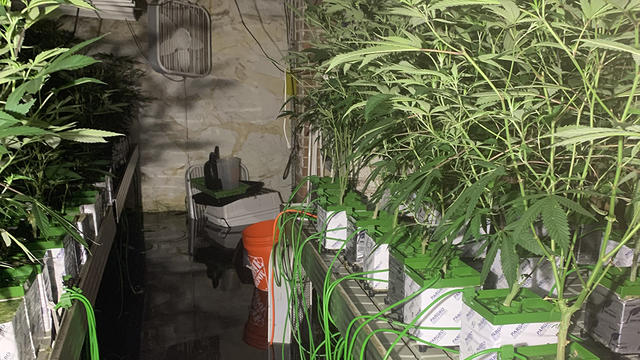 marijuana-grow-foxboro.jpg 