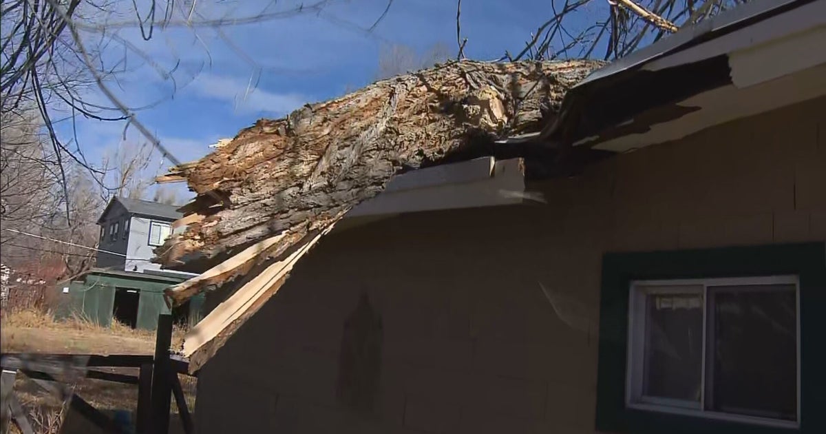 Lakewood Opens Two Lots For Residents To Drop Off Tree Limbs CBS Colorado