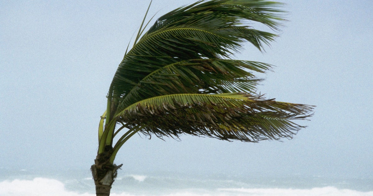 Florida female, 9, dies when palm tree falls on her