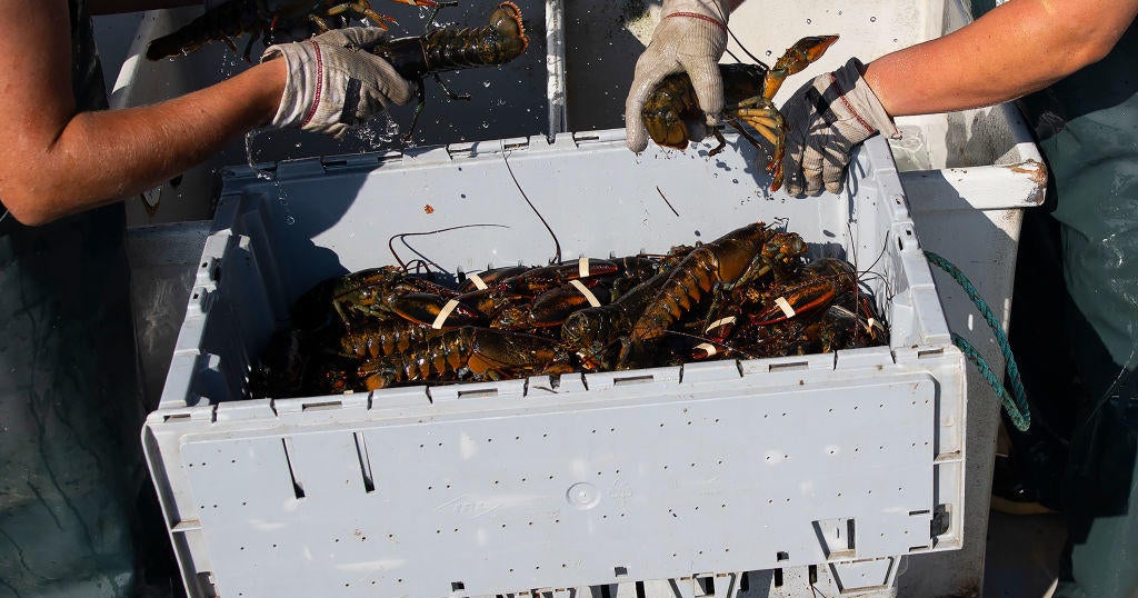 Maine's lobster industry is thriving thanks to climate change — but it