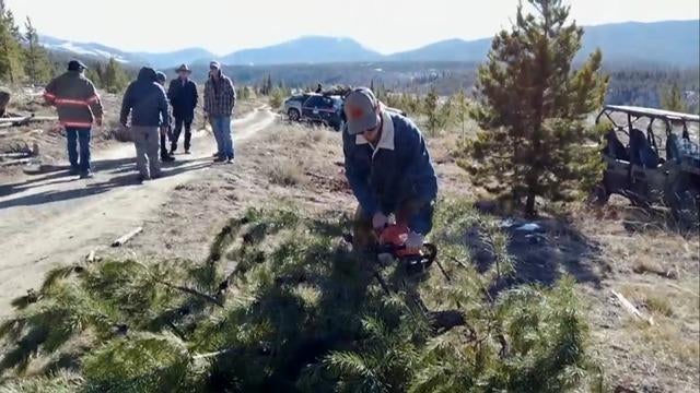 cbsn-fusion-organization-helps-thin-out-colorado-forest-by-cutting-down-christmas-trees-thumbnail-859540-640x360.jpg 