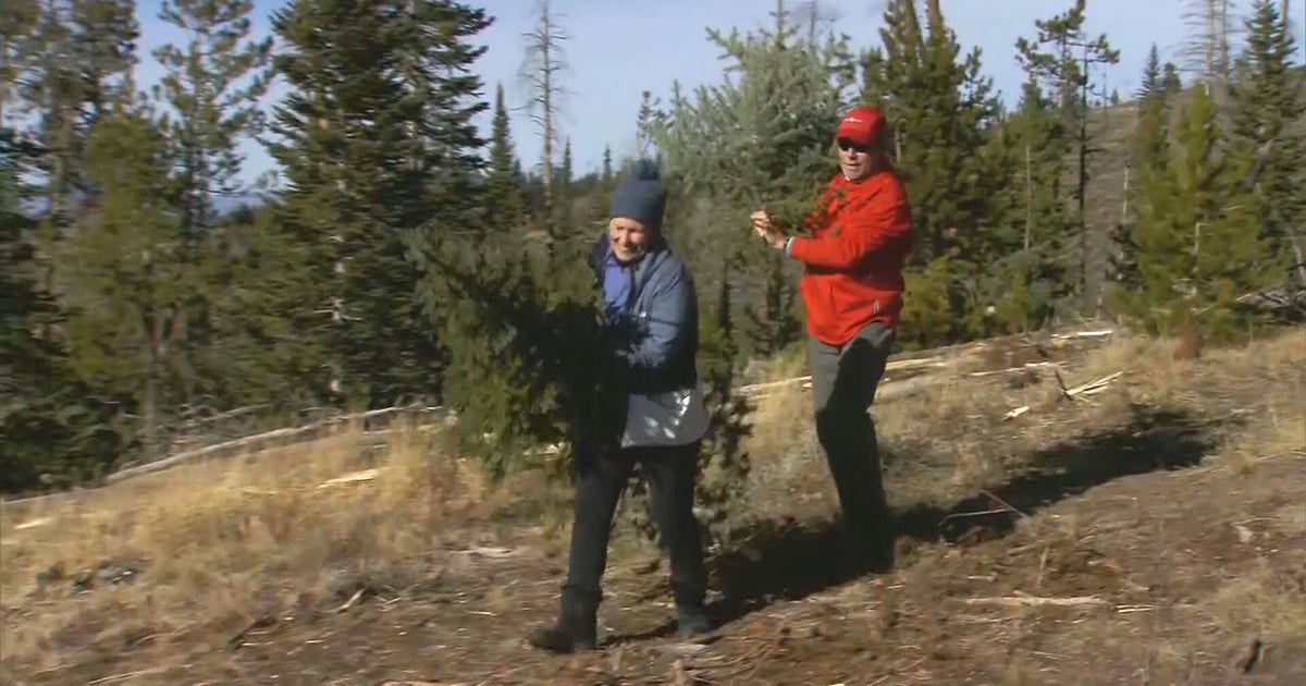 Cutting Down Christmas Trees At Aspen Canyon Ranch Helps Give Back To
