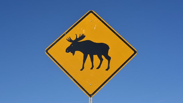 moose-sign.jpg 