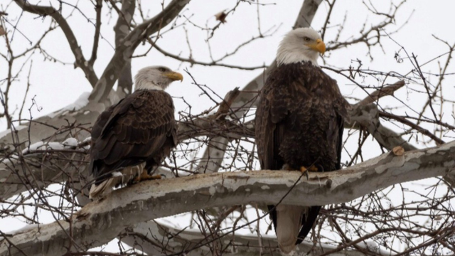 west-mifflin-bald-eagles.png 