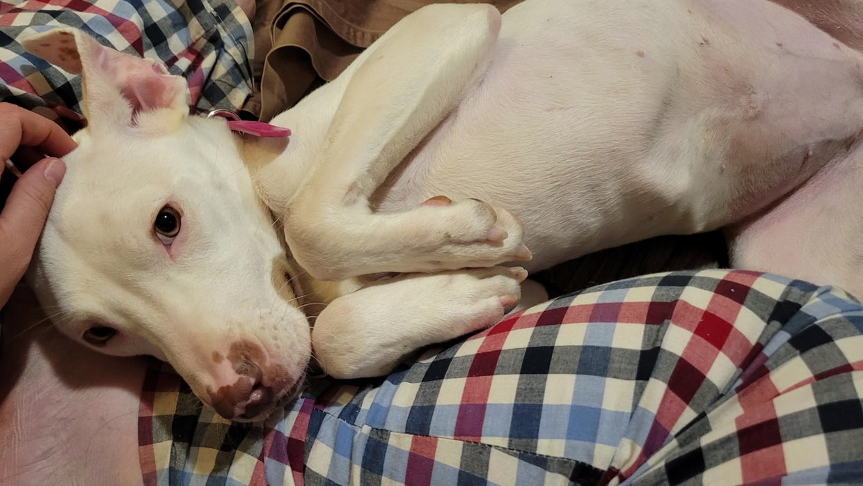 'Our Little Christmas Miracle': Dog Found Freezing In Metal Crate On ...