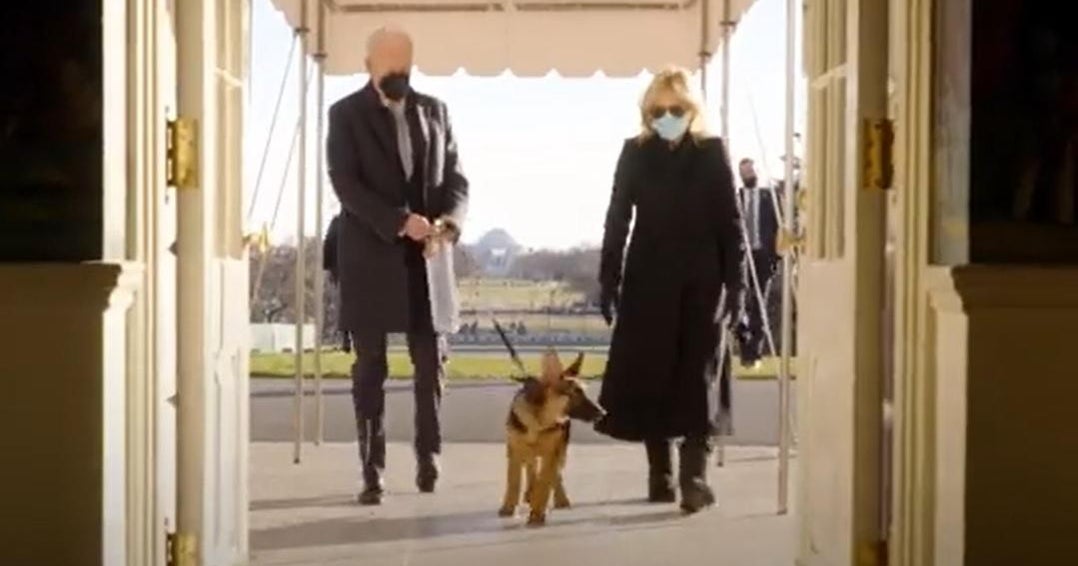 Bidens new dog to the White House CBS News