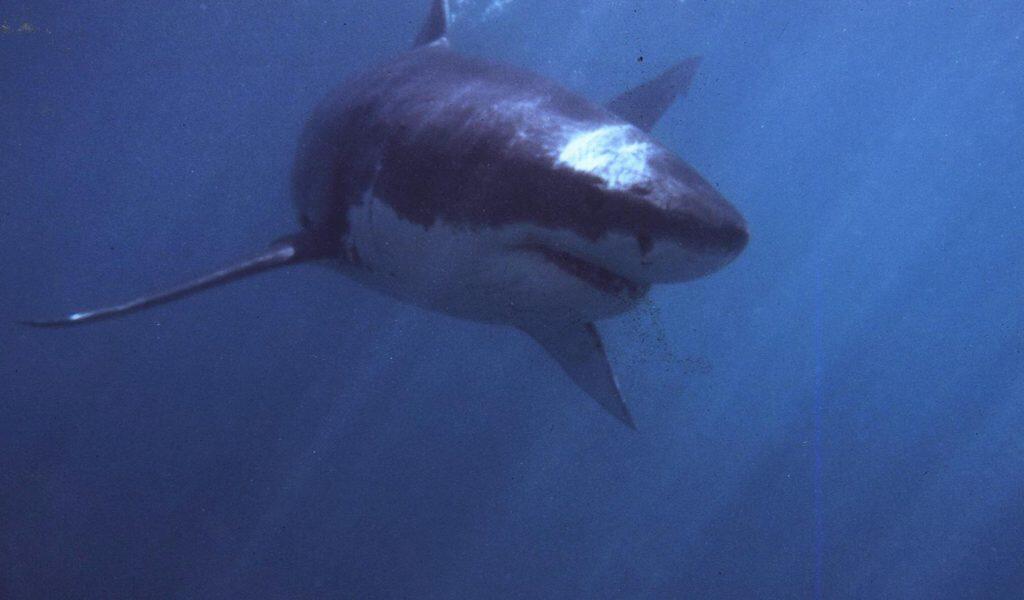 Shark kills woman swimming off popular beach in South Africa