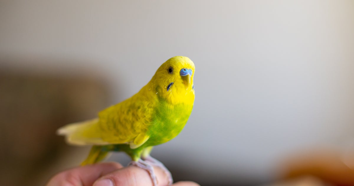 350+ exotic birds in unsanitary conditions seized from Baltimore pet shop