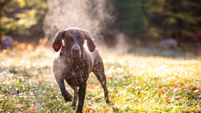 cold-dog.jpg 