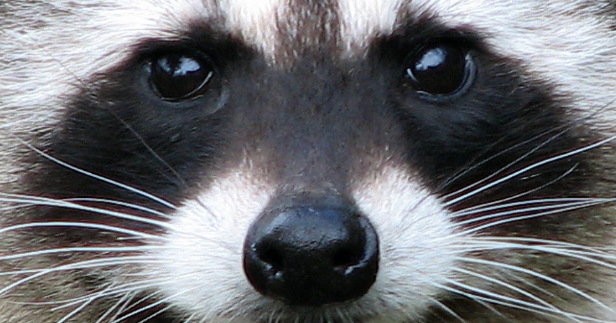 Rabid Raccoon Found In Severna Park Wednesday - CBS Baltimore