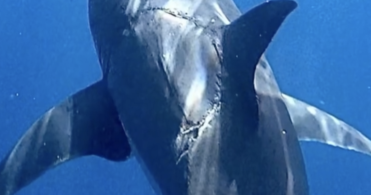 Giant bite photographed on huge 15-foot great white shark - CBS News