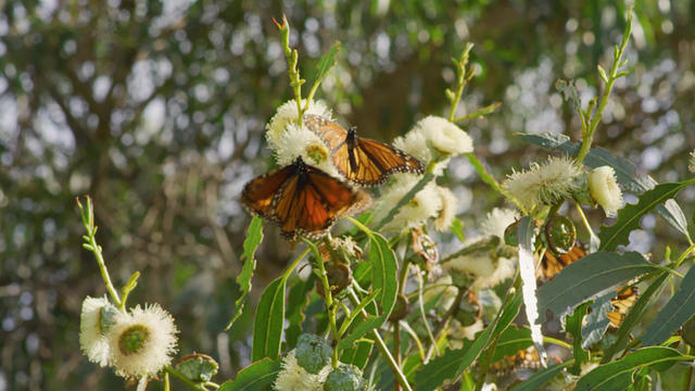 monarchs-865782-640x360.jpg 