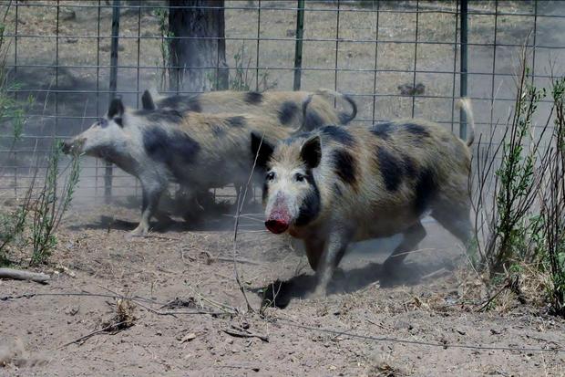 El Paso Feral Swine (2020 file photo, credit CPW) 