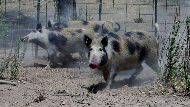 El-Paso-Feral-Swine-2020-file-photo-credit-CPW.jpg 