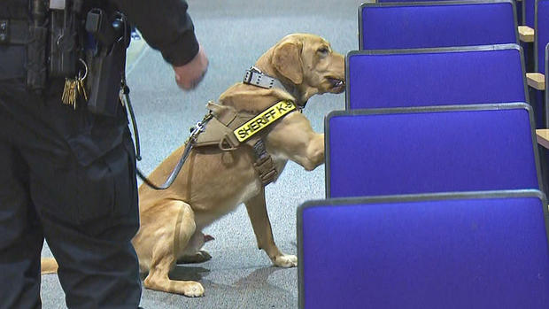 covid sniffing dog 