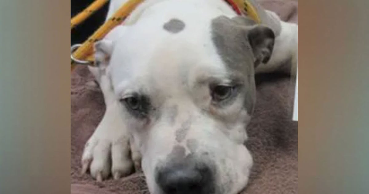 Dallas Police Seek Animal Cruelty Suspect Who Shot Dog In Backyard