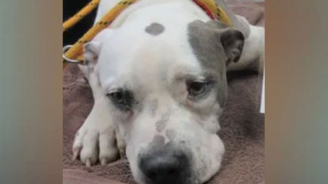 Dallas Police Seek Animal Cruelty Suspect Who Shot Dog In Backyard - CBS Texas Dallas Police Seek Animal Cruelty Suspect Who Shot Dog In Backyard - CBS Texas