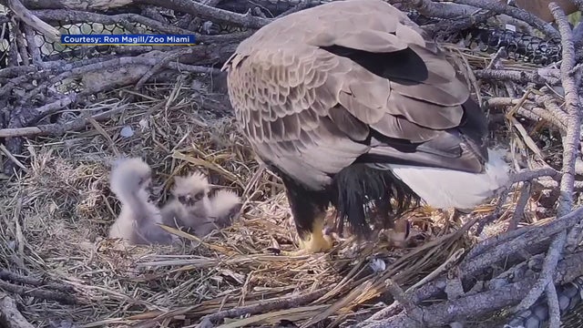 Third-Bald-Eagle-Egg-Hatches_2.jpg 