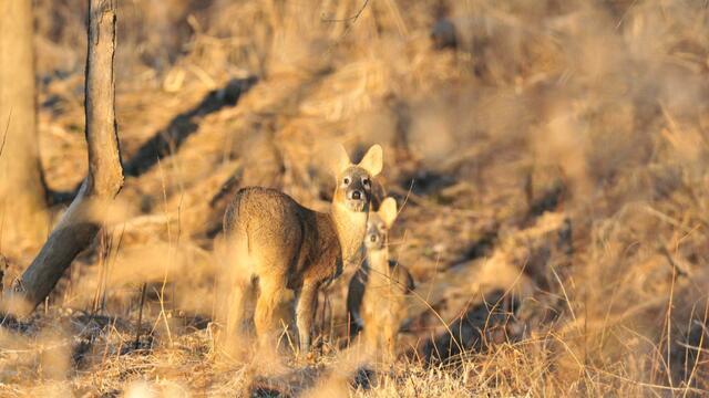 0107-cbsmorings-dmzwildlife-868987-640x360.jpg 