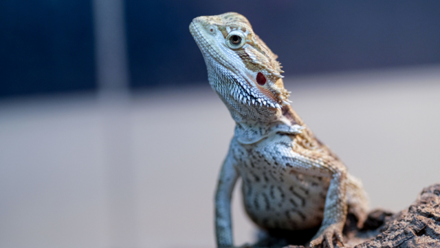 bearded-dragon.png 