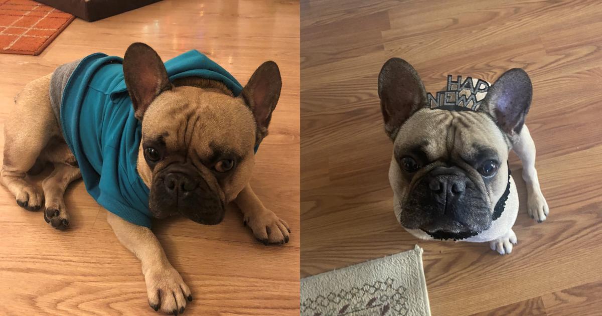 French Bulldog Stolen From Car in Oakland – NBC Bay Area