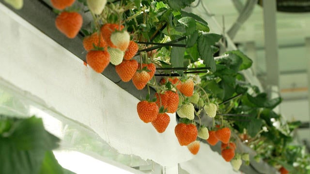 0117-ctm-thedishoishiiberries-duncan-web-875203-640x360.jpg 