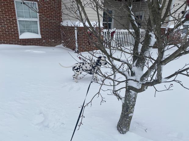 greensburg-snow-dog.jpeg.jpg 