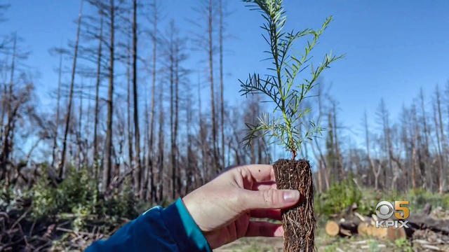 Redwood-sprout.jpg 