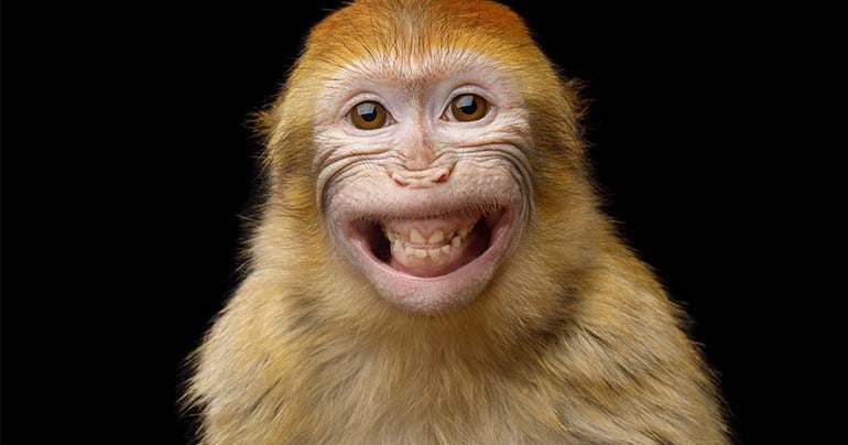 'Small Number Of Monkeys' On The Loose After Truck Crash In