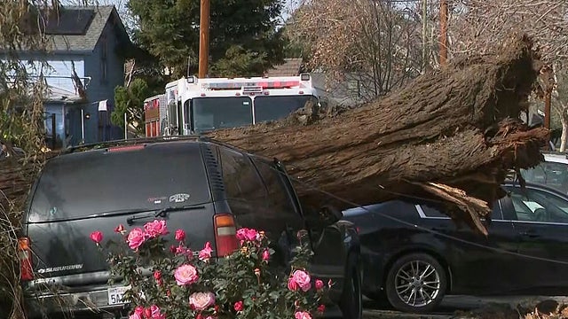 san-jose-toppled-tree.jpg 