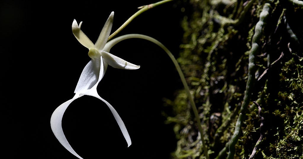 With fewer than 1,000 remaining, orchid found in Florida eyed for endangered status