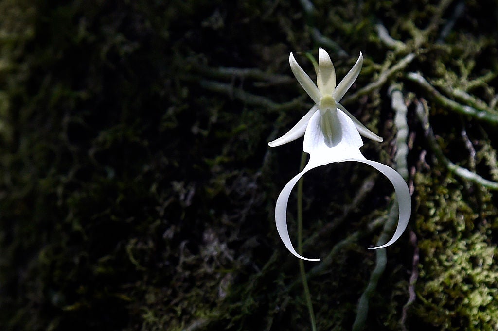 US-ENVIRONMENT-ORCHID 