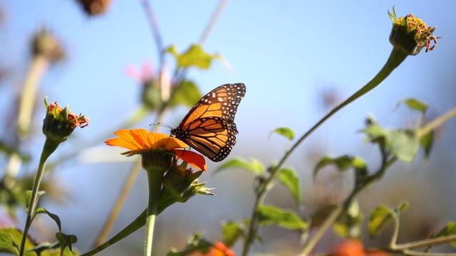 monarch_butterfly_1351143294.jpg 