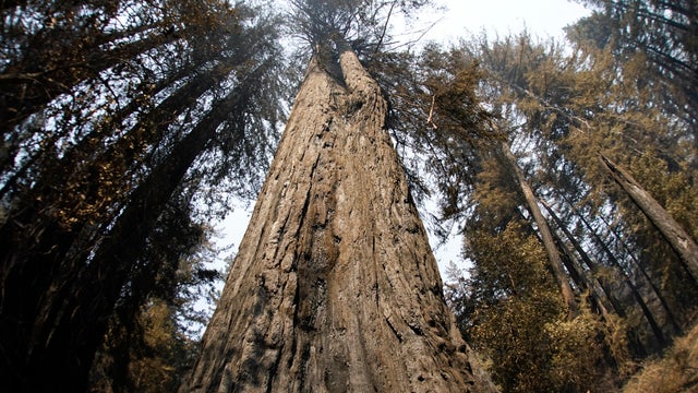 California Wildfires Redwoods 