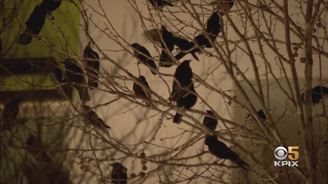crows-in-Sunnyvale.jpg 