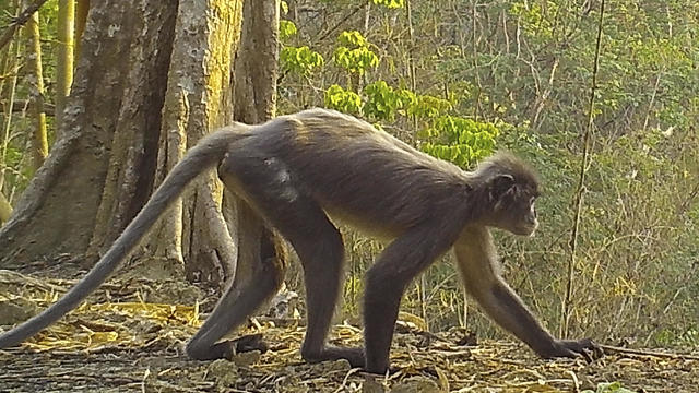 Asia Mekong New Species 