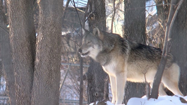 Como Park Zoo Wolf 