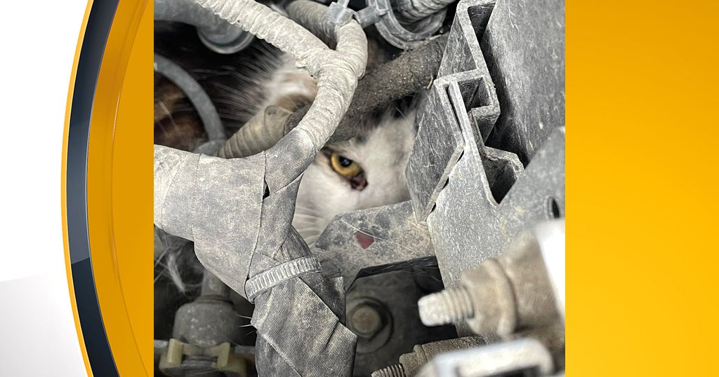 Police, Auto Mechanic Rescue Cat Stuck In Car - CBS Pittsburgh