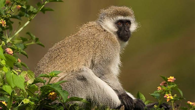 vervet-monkey.jpg 
