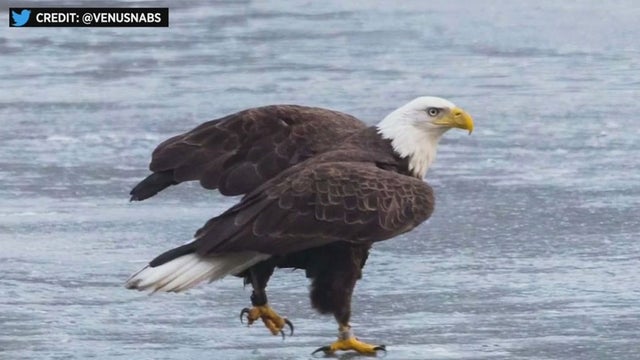 bald-eagle.jpg 